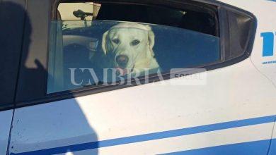 Giove riabbraccia i suoi padroni grazie all'intervento della polizia di Stato 17 Giove riabbraccia i suoi padroni grazie all'intervento della polizia di Stato 16
