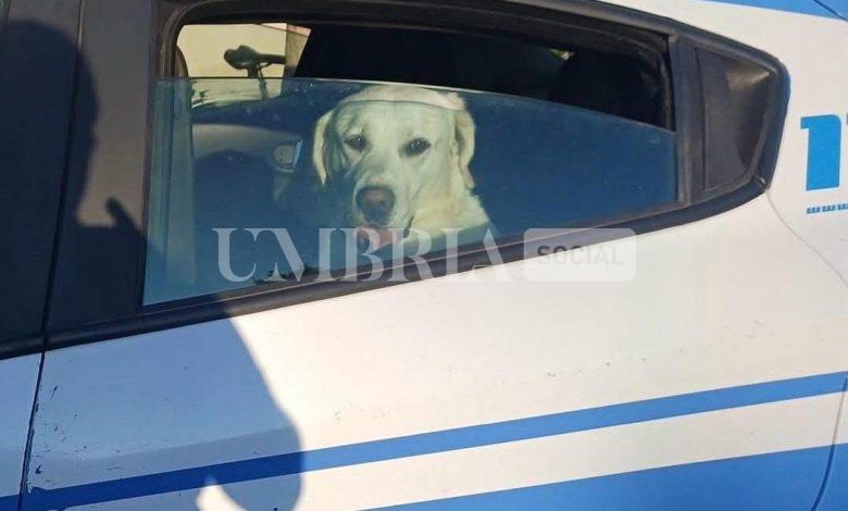 Giove riabbraccia i suoi padroni grazie all'intervento della polizia di Stato 2 Giove riabbraccia i suoi padroni grazie all'intervento della polizia di Stato 1