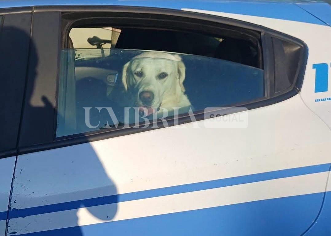 Giove riabbraccia i suoi padroni grazie all'intervento della polizia di Stato 61