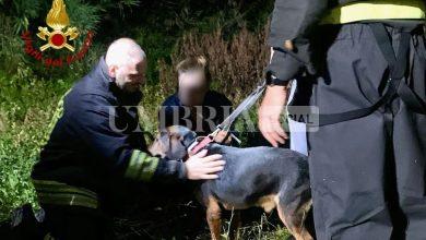 Cane sfugge alla proprietaria, salvato dai Vigili del Fuoco a Ponte San Giovanni (foto) 1