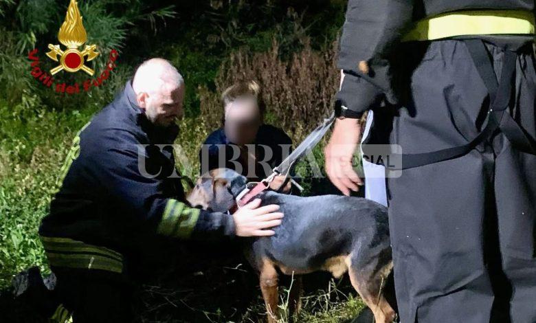 Cane sfugge alla proprietaria, salvato dai Vigili del Fuoco a Ponte San Giovanni (foto) 2 Cane sfugge alla proprietaria, salvato dai Vigili del Fuoco a Ponte San Giovanni (foto) 1
