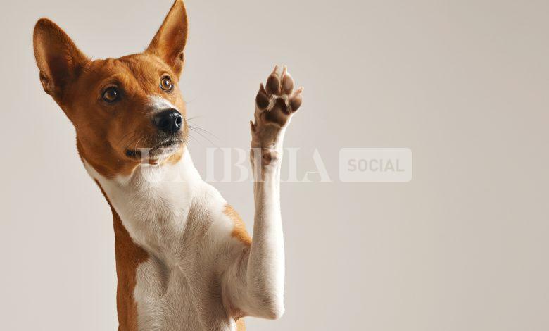 Un modello "One Health" regionale nella lotta al randagismo 2 Un modello "One Health" regionale nella lotta al randagismo 1