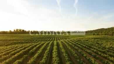 Oltre 450 scatti e più di 120 partecipanti ad "Angolo di Campo, un altro modo di raccontare l’agricoltura" 14 Oltre 450 scatti e più di 120 partecipanti ad "Angolo di Campo, un altro modo di raccontare l’agricoltura" 13