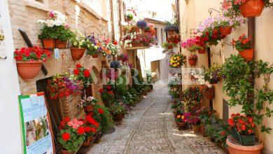 Spello riconferma il prestigioso Marchio di Qualità dell'Ambiente di Vita "Comune Fiorito" 3 Spello riconferma il prestigioso Marchio di Qualità dell'Ambiente di Vita "Comune Fiorito" 2
