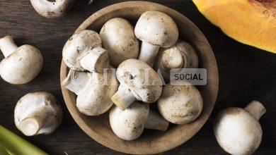 Autunno nel piatto: un viaggio tra Umbria e Lazio alla scoperta dei funghi 18 Autunno nel piatto: un viaggio tra Umbria e Lazio alla scoperta dei funghi 17