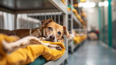 Open day nei canili contro l’abbandono degli animali: appuntamenti tutti a novembre 5