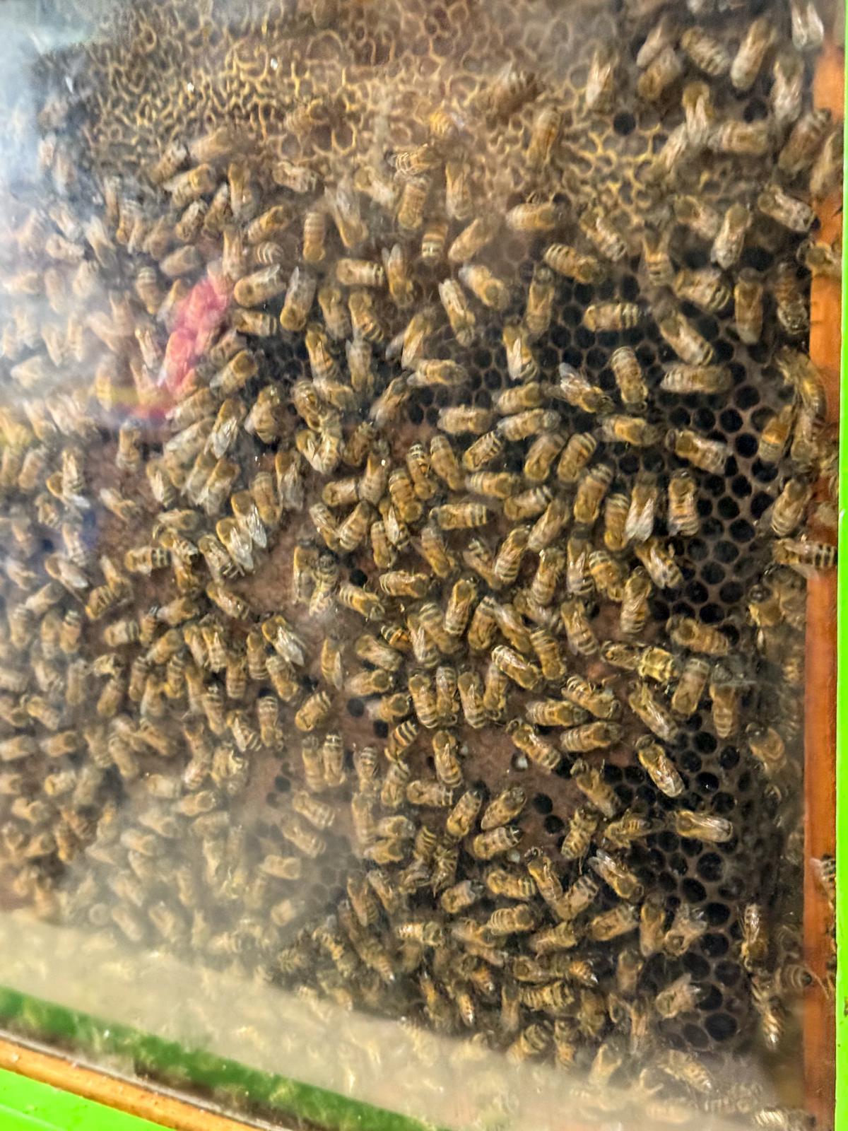 Natale a Corciano 2025: il borgo-presepio celebra le api e il Creato 14 Natale a Corciano 2025: il borgo-presepio celebra le api e il Creato 13