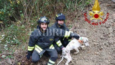 Cane intrappolato in una tana di un istrice: intervento congiunto dei vigili del fuoco 10 Cane intrappolato in una tana di un istrice: intervento congiunto dei vigili del fuoco 9