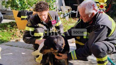 Doppio salvataggio di cani - tra pendio e lago - per i vigili del fuoco: i due animali restituiti ai proprietari (foto) 10 Doppio salvataggio di cani - tra pendio e lago - per i vigili del fuoco: i due animali restituiti ai proprietari (foto) 9
