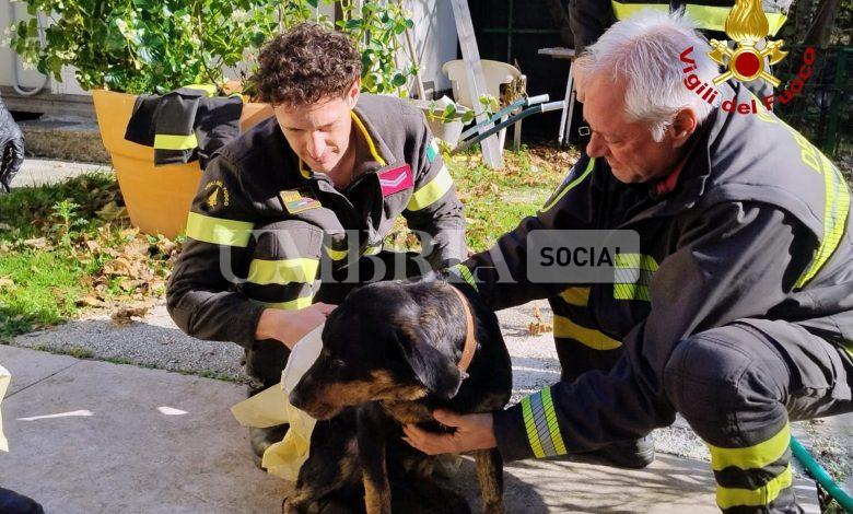 Doppio salvataggio di cani - tra pendio e lago - per i vigili del fuoco: i due animali restituiti ai proprietari (foto) 1
