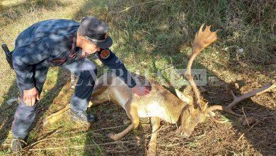Daino impigliato nel filo spinato liberato dai Carabinieri Forestali (video) 9