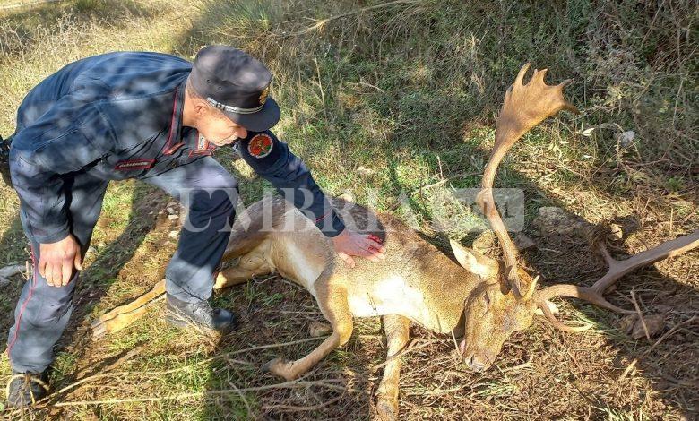 Daino impigliato nel filo spinato liberato dai Carabinieri Forestali (video) 1