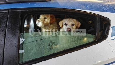 Spoleto, due cani sfidano la pioggia: recuperati dalla Polizia di Stato 8 Spoleto, due cani sfidano la pioggia: recuperati dalla Polizia di Stato 7