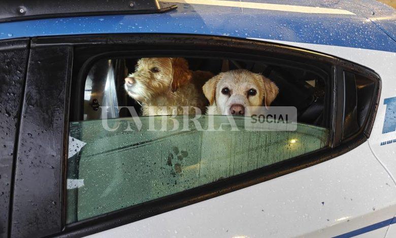 Spoleto, due cani sfidano la pioggia: recuperati dalla Polizia di Stato 2 Spoleto, due cani sfidano la pioggia: recuperati dalla Polizia di Stato 1