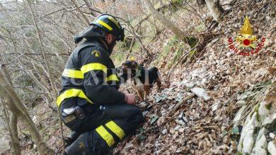 Cane intrappolato sul Monte Cucco, in salvo grazie all’intervento dei Vigili del Fuoco 4 Cane intrappolato sul Monte Cucco, in salvo grazie all’intervento dei Vigili del Fuoco 3