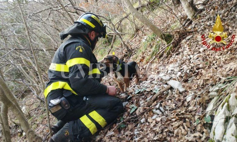 Cane intrappolato sul Monte Cucco, in salvo grazie all’intervento dei Vigili del Fuoco 2 Cane intrappolato sul Monte Cucco, in salvo grazie all’intervento dei Vigili del Fuoco 1
