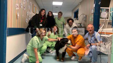 Simba, il bovaro del Bernese che porta conforto ai pazienti oncologici dell’Ospedale di Perugia 8 Simba, il bovaro del Bernese che porta conforto ai pazienti oncologici dell’Ospedale di Perugia 7