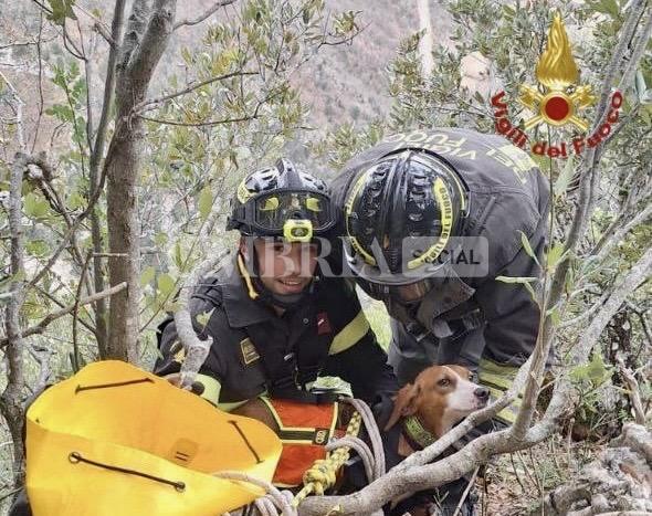 Segugio maremmano in un dirupo, lo salvano i Vigili del Fuoco 2 Segugio maremmano in un dirupo, lo salvano i Vigili del Fuoco 1