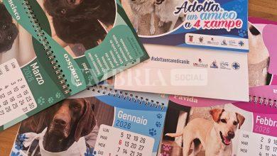 Calendario 2026 dello Sportello a 4 Zampe: dodici mesi per promuovere le adozioni 5