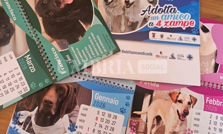 Calendario 2026 dello Sportello a 4 Zampe: dodici mesi per promuovere le adozioni 2 Calendario 2026 dello Sportello a 4 Zampe: dodici mesi per promuovere le adozioni 1