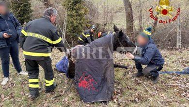 Nocera Umbra, cavalla salvata dai Vigili del Fuoco dopo una caduta nel fiume (foto+video) 5