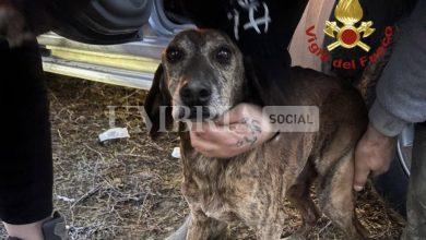 Straordinario salvataggio ad Umbertide: segugio estratto vivo dopo due giorni in una tana 9 Straordinario salvataggio ad Umbertide: segugio estratto vivo dopo due giorni in una tana 8