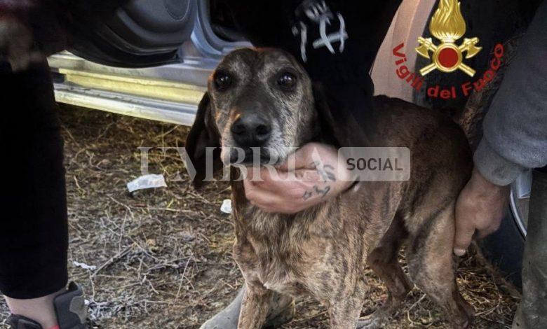 Straordinario salvataggio ad Umbertide: segugio estratto vivo dopo due giorni in una tana 2 Straordinario salvataggio ad Umbertide: segugio estratto vivo dopo due giorni in una tana 1