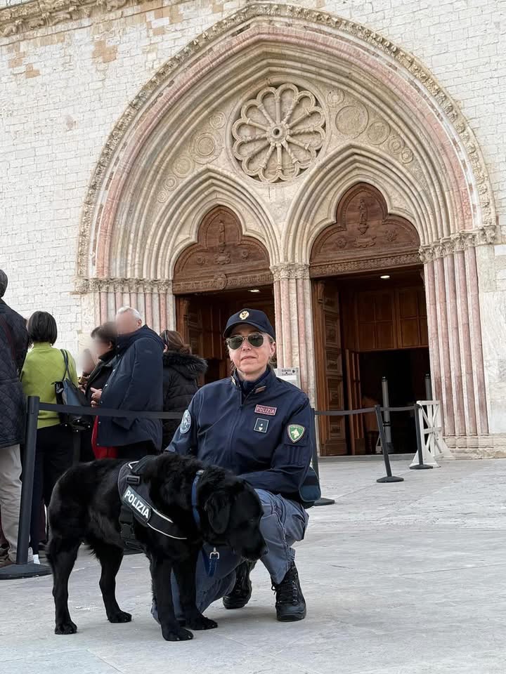 Ad Assisi il labrador Sugar in prima linea per l’Ottocentenario: ultimo incarico prima del congedo (foto) 10 Ad Assisi il labrador Sugar in prima linea per l’Ottocentenario: ultimo incarico prima del congedo (foto) 9