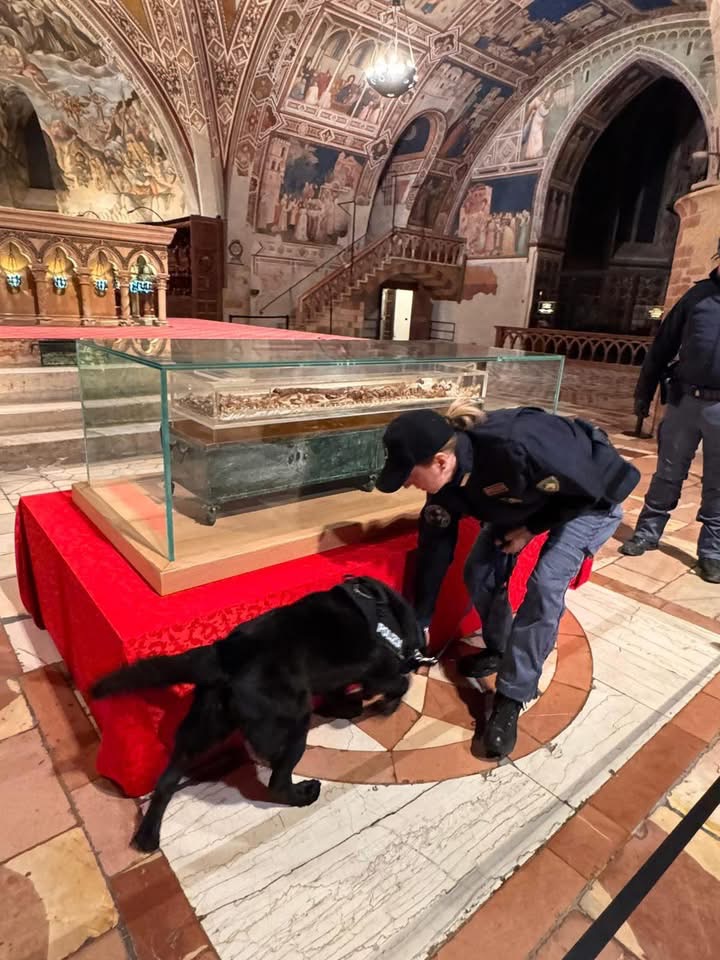 Ad Assisi il labrador Sugar in prima linea per l’Ottocentenario: ultimo incarico prima del congedo (foto) 4 Ad Assisi il labrador Sugar in prima linea per l’Ottocentenario: ultimo incarico prima del congedo (foto) 3