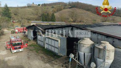 Incendio in stalla a Umbertide: deceduti alcuni bovini, altri feriti 13