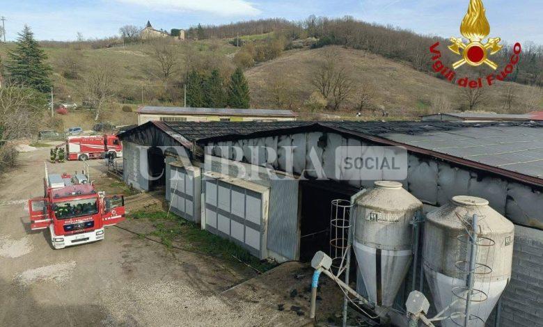 Incendio in stalla a Umbertide: deceduti alcuni bovini, altri feriti 2 Incendio in stalla a Umbertide: deceduti alcuni bovini, altri feriti 1