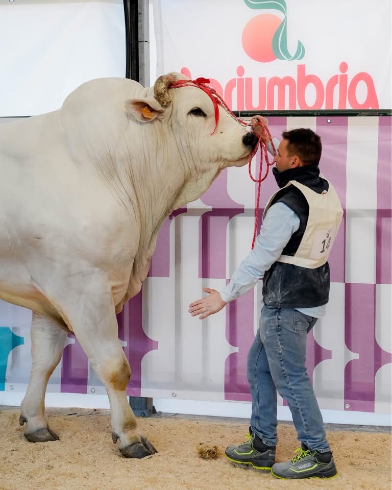 Agriumbria casa dell'agricoltura italiana. Successo confermato nonostante un meteo invernale, soprattutto il venerdì (foto) 8 Agriumbria casa dell'agricoltura italiana. Successo confermato nonostante un meteo invernale, soprattutto il venerdì (foto) 7