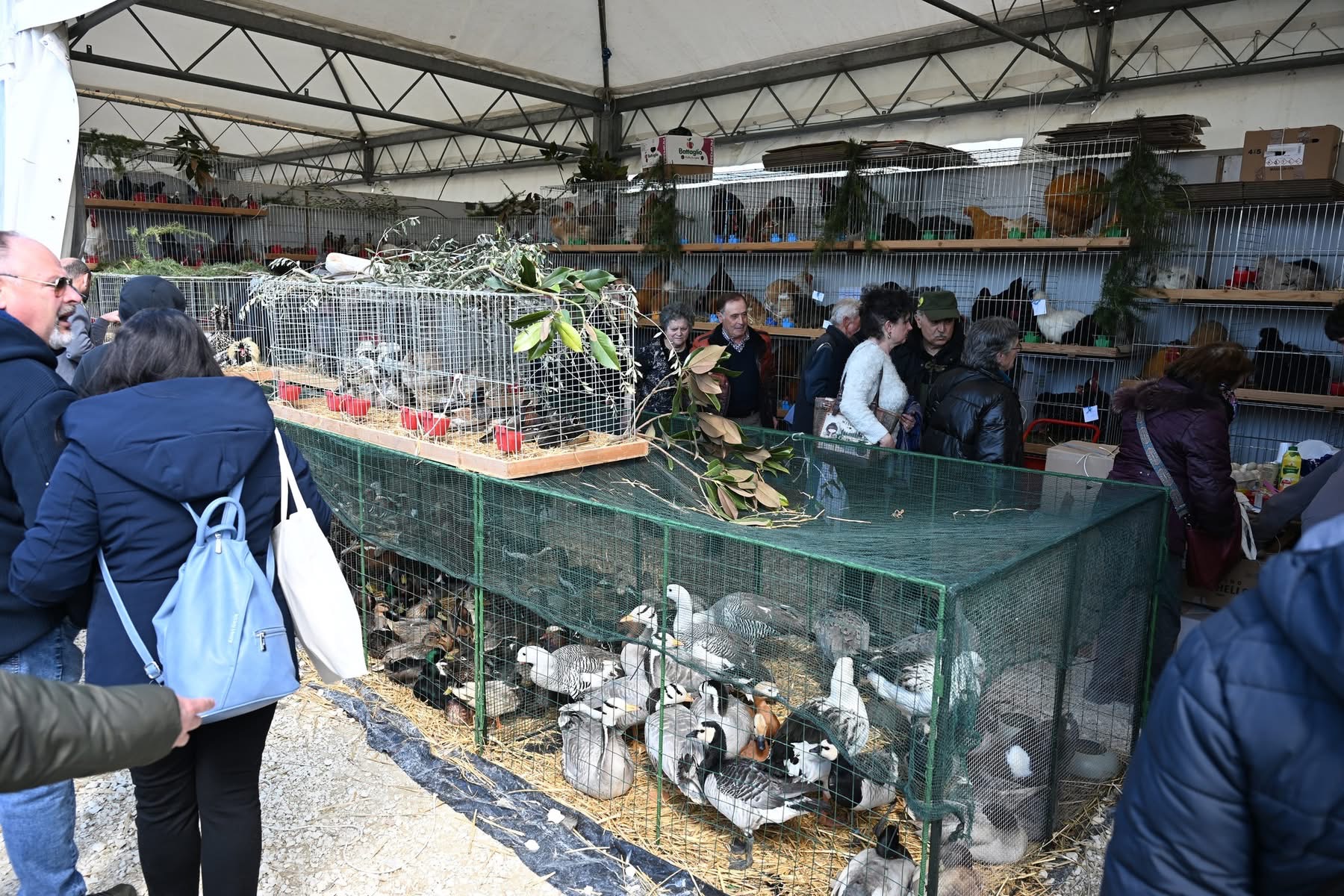 Agriumbria casa dell'agricoltura italiana. Successo confermato nonostante un meteo invernale, soprattutto il venerdì (foto) 34 Agriumbria casa dell'agricoltura italiana. Successo confermato nonostante un meteo invernale, soprattutto il venerdì (foto) 33