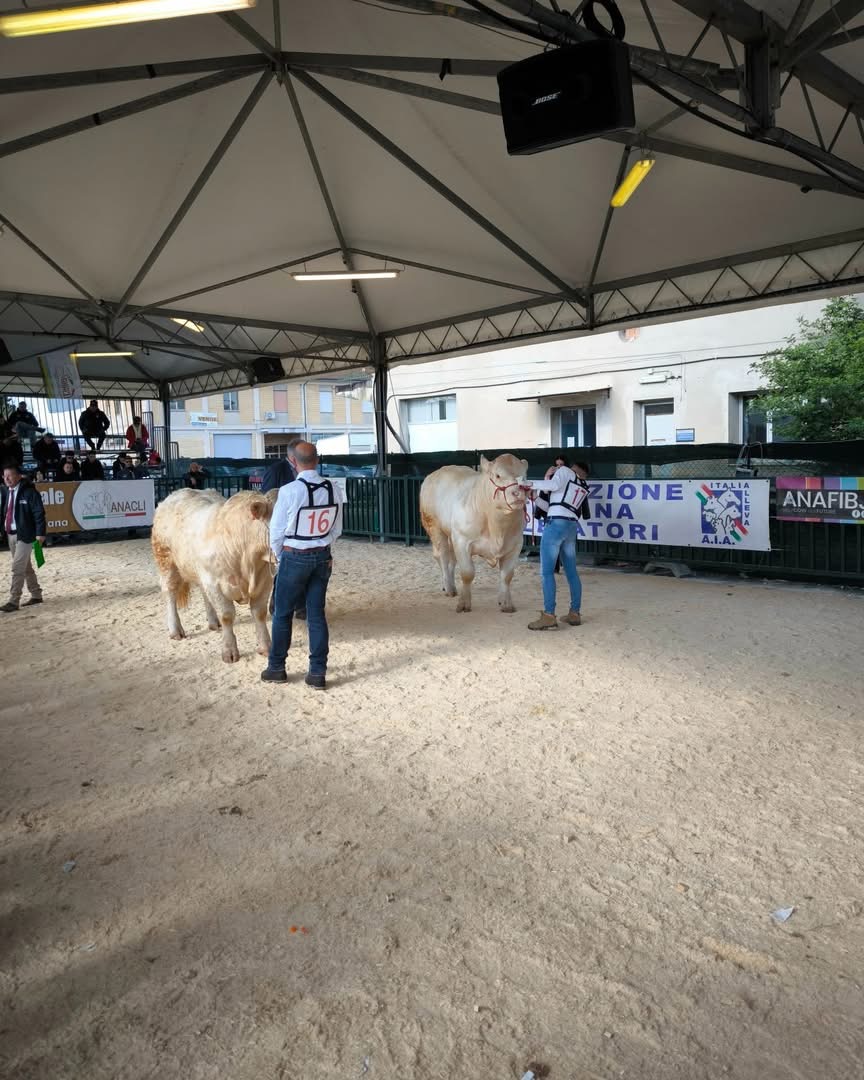 Agriumbria casa dell'agricoltura italiana. Successo confermato nonostante un meteo invernale, soprattutto il venerdì (foto) 42 Agriumbria casa dell'agricoltura italiana. Successo confermato nonostante un meteo invernale, soprattutto il venerdì (foto) 41