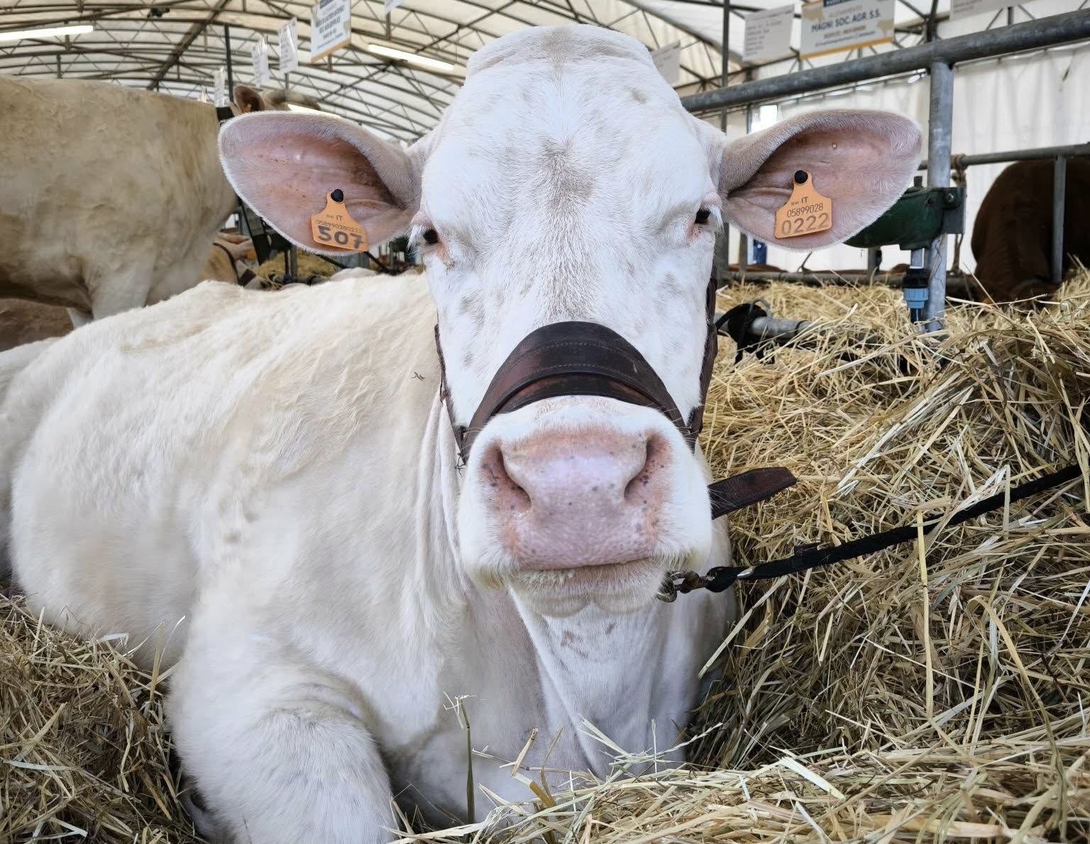 Agriumbria casa dell'agricoltura italiana. Successo confermato nonostante un meteo invernale, soprattutto il venerdì (foto) 46 Agriumbria casa dell'agricoltura italiana. Successo confermato nonostante un meteo invernale, soprattutto il venerdì (foto) 45