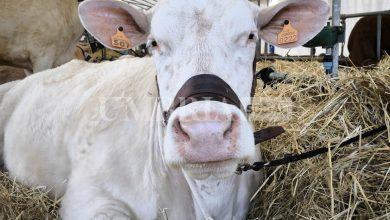 Agriumbria casa dell'agricoltura italiana. Successo confermato nonostante un meteo invernale, soprattutto il venerdì (foto) 21