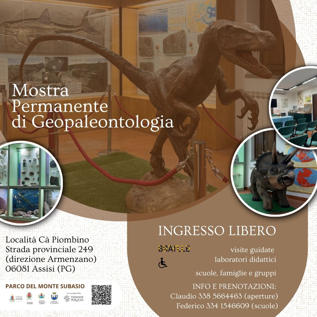 Monte Subasio, riapre la Mostra geo-paleontologica: spazi rinnovati e nuova offerta didattica 6 Monte Subasio, riapre la Mostra geo-paleontologica: spazi rinnovati e nuova offerta didattica 5