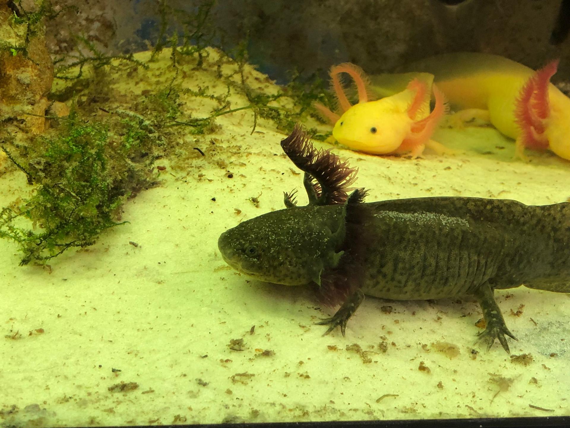 Città della Domenica, arrivano gli axolotl nel rettilario rinnovato 4 Città della Domenica, arrivano gli axolotl nel rettilario rinnovato 3