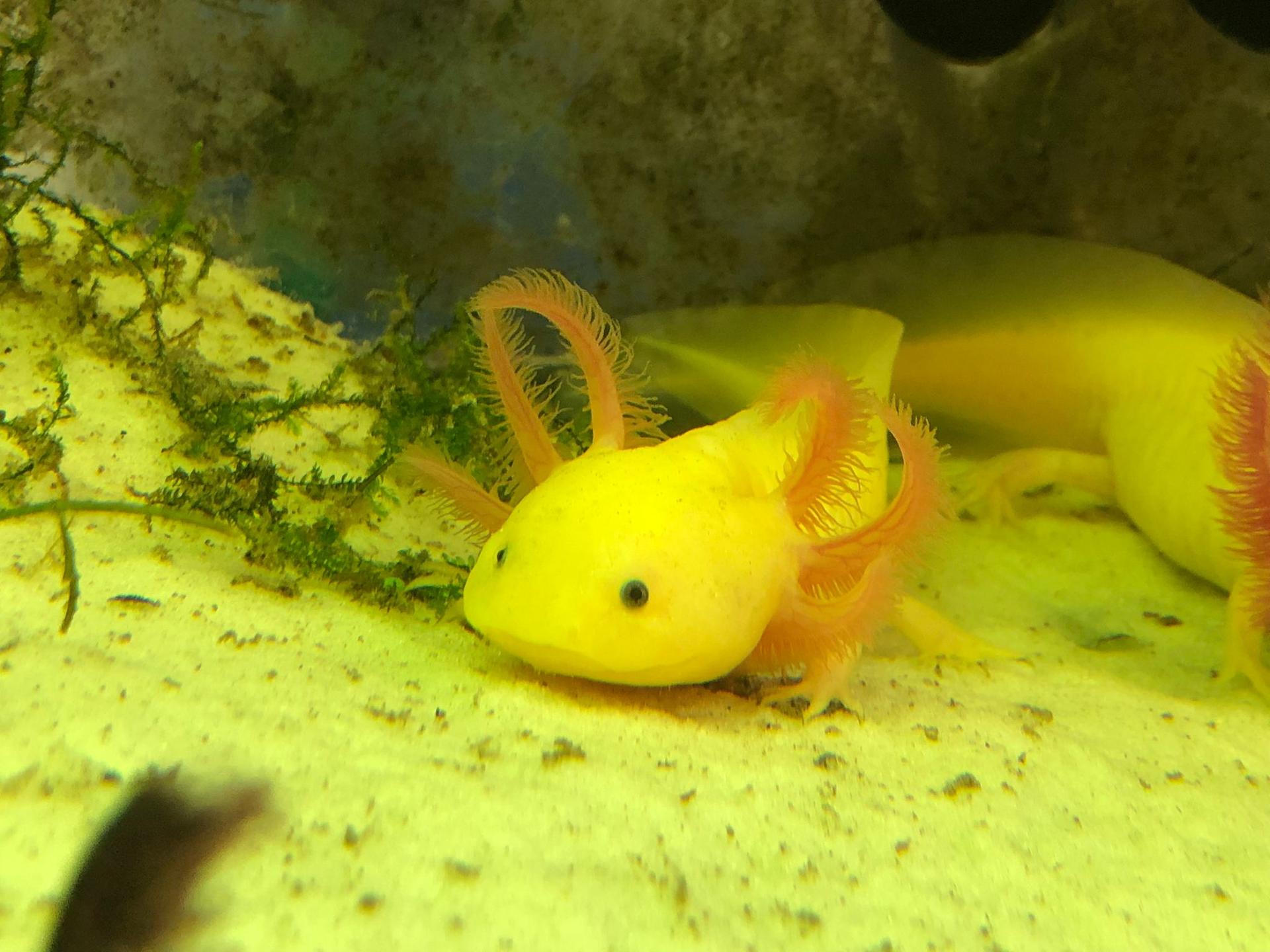 Città della Domenica, arrivano gli axolotl nel rettilario rinnovato 6 Città della Domenica, arrivano gli axolotl nel rettilario rinnovato 5