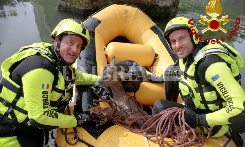 Terni, salvato un capriolo nel canale Recentino: intervento dei Vigili del Fuoco (foto+video) 2 Terni, salvato un capriolo nel canale Recentino: intervento dei Vigili del Fuoco (foto+video) 1