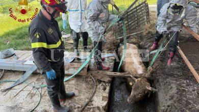 Valfabbrica, vitello cade in un canale di liquami: salvato dai Vigili del Fuoco 3
