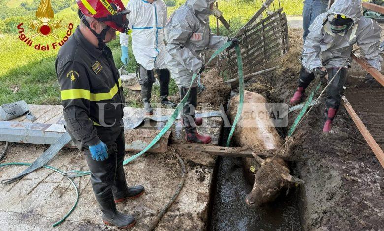 Valfabbrica, vitello cade in un canale di liquami: salvato dai Vigili del Fuoco 2 Valfabbrica, vitello cade in un canale di liquami: salvato dai Vigili del Fuoco 1