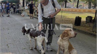 Tiferno Dog Show, in tanti per la manifestazione cinofila di bellezza (foto) 32 Tiferno Dog Show, in tanti per la manifestazione cinofila di bellezza (foto) 31