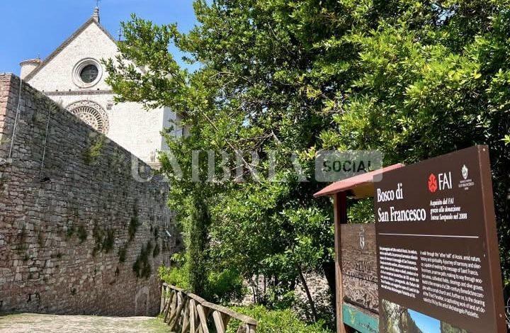 Incendio ad Assisi, nessun danno al Bosco di San Francesco: è regolarmente aperto 2 Incendio ad Assisi, nessun danno al Bosco di San Francesco: è regolarmente aperto 1