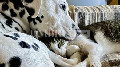 L’Umbria vara le nuove linee guida sull’uso prudente degli antibiotici per cani e gatti 21