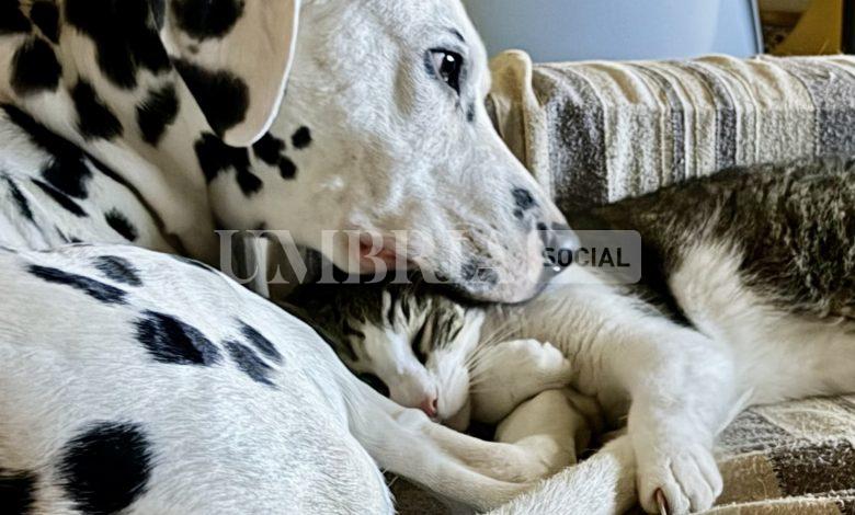L’Umbria vara le nuove linee guida sull’uso prudente degli antibiotici per cani e gatti 2 L’Umbria vara le nuove linee guida sull’uso prudente degli antibiotici per cani e gatti 1