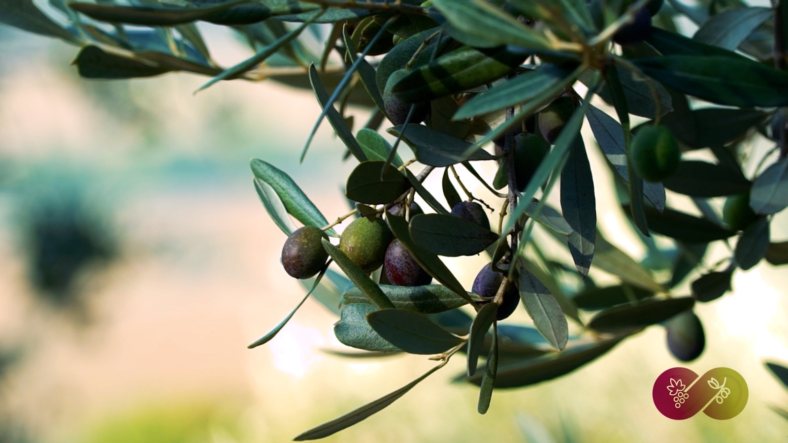 Terre dell’olio e del Sagrantino, nasce il cartellone unico “Intrecci di terre e sapori 2026” 6 Terre dell’olio e del Sagrantino, nasce il cartellone unico “Intrecci di terre e sapori 2026” 5
