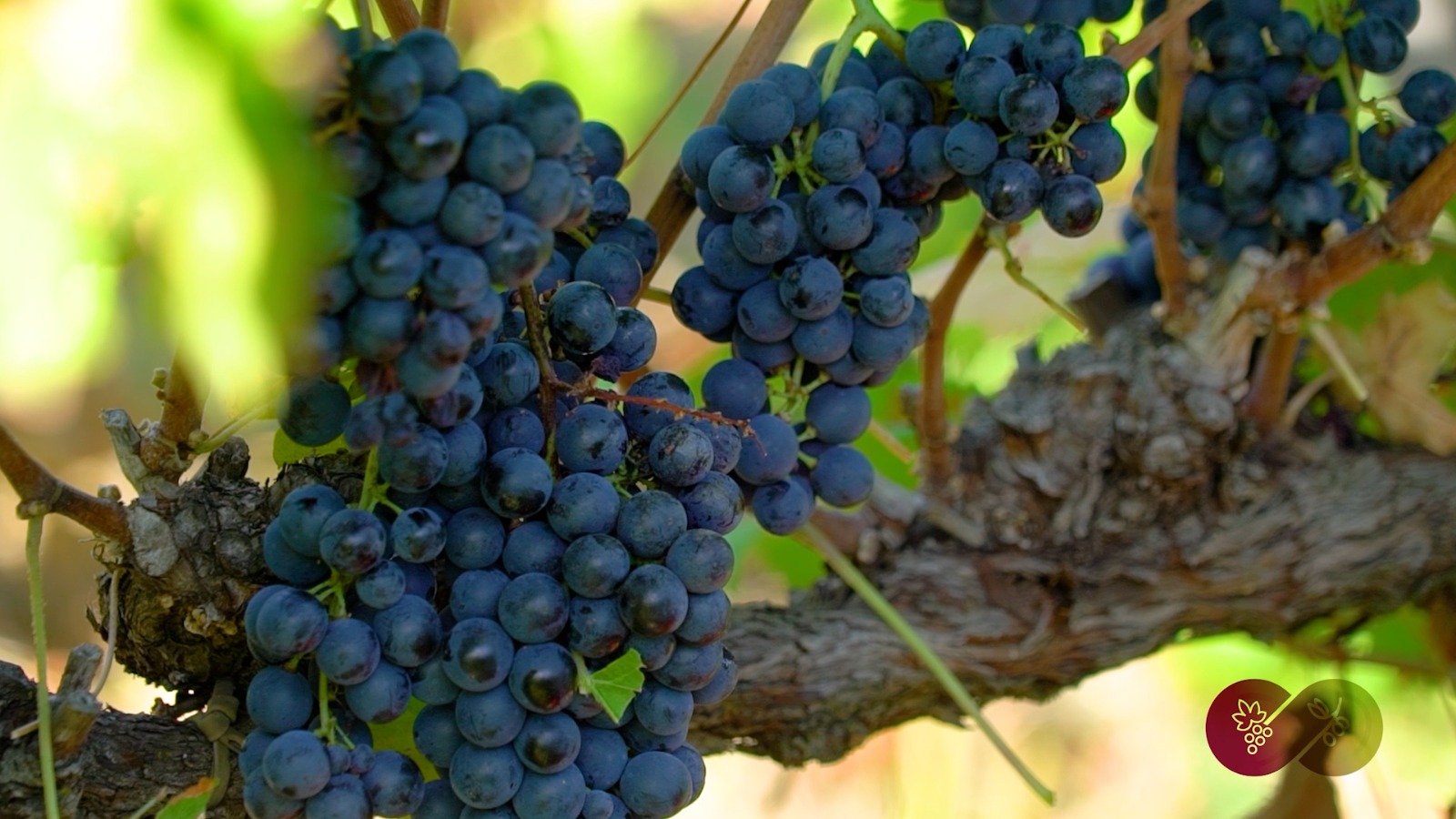 Terre dell’olio e del Sagrantino, nasce il cartellone unico “Intrecci di terre e sapori 2026” 4 Terre dell’olio e del Sagrantino, nasce il cartellone unico “Intrecci di terre e sapori 2026” 3