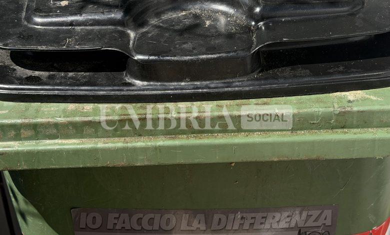 Bettona, premio “Waste Carbon Free”: il Comune è primo in Umbria nella sua categoria 2 Bettona, premio “Waste Carbon Free”: il Comune è primo in Umbria nella sua categoria 1