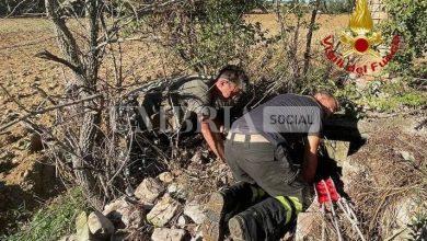 Vigili del Fuoco di Città di Castello: recuperato un cane da caccia caduto in un pozzo a Umbertide (foto) 3 Vigili del Fuoco di Città di Castello: recuperato un cane da caccia caduto in un pozzo a Umbertide (foto) 2